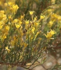 Ericameria paniculata