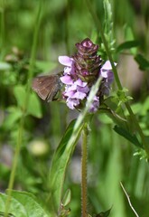 Prunella vulgaris lanceolata