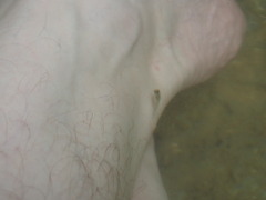 Poecilia reticulata