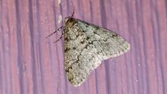 Phigalia strigataria