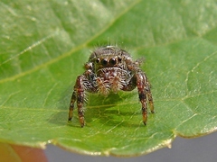 Phidippus audax