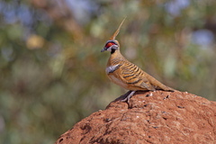 Geophaps plumifera plumifera