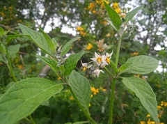 Solanum furcatum