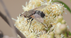 Archytas pilifrons