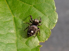 Phidippus audax