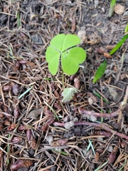 Oxalis oregana