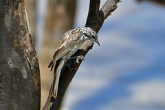 Plectorhyncha lanceolata