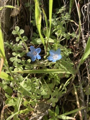Nemophila menziesii menziesii