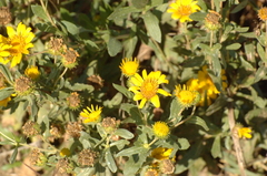 Grindelia camporum