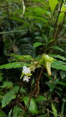 Begonia urticae