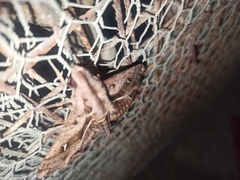 Hemeroplanes ornatus