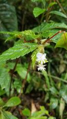 Begonia urticae