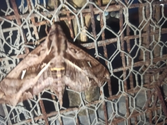 Hemeroplanes ornatus