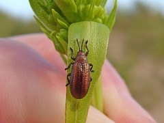Microrhopala vittata