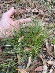 Carex umbellata
