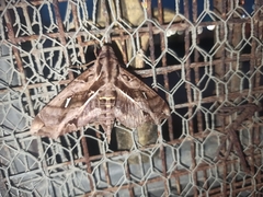 Hemeroplanes ornatus