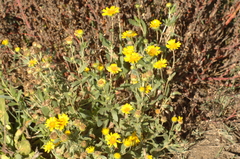 Grindelia camporum