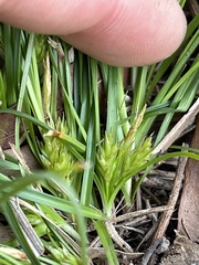 Carex umbellata