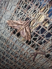 Hemeroplanes ornatus