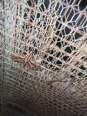 Hemeroplanes ornatus