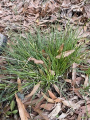 Carex umbellata