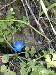 Nemophila menziesii menziesii