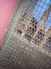 Hemeroplanes ornatus