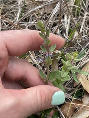 Scutellaria parvula australis