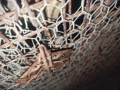 Hemeroplanes ornatus