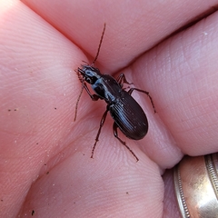 Pterostichus