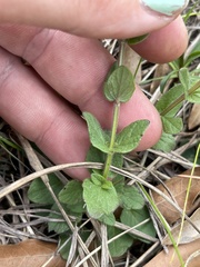Scutellaria parvula australis