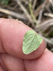 Scutellaria parvula australis