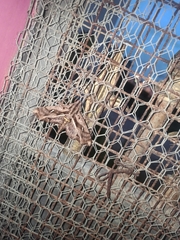 Hemeroplanes ornatus