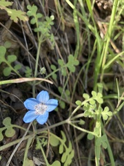 Nemophila menziesii menziesii
