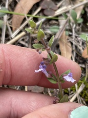 Scutellaria parvula australis
