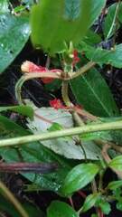 Glossoloma ichthyoderma