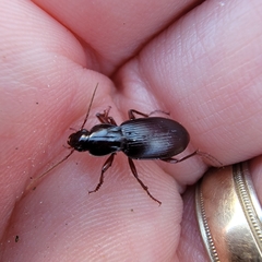 Pterostichus