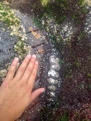 Acanthopleura echinata