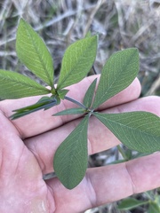 Baptisia bracteata leucophaea