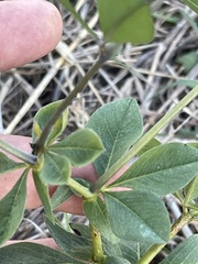 Baptisia bracteata leucophaea