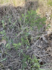 Baptisia bracteata leucophaea
