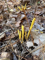 Clavulinopsis helvola