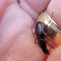 Pterostichus