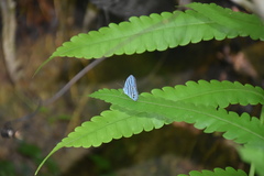 Cepheuptychia cephus