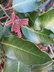 Rhus ovata