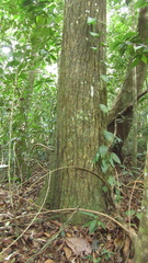 Calophyllum longifolium