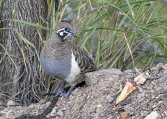 Geophaps scripta