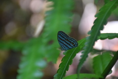 Cepheuptychia cephus