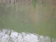 Cyprinus carpio