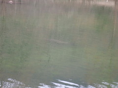 Cyprinus carpio
